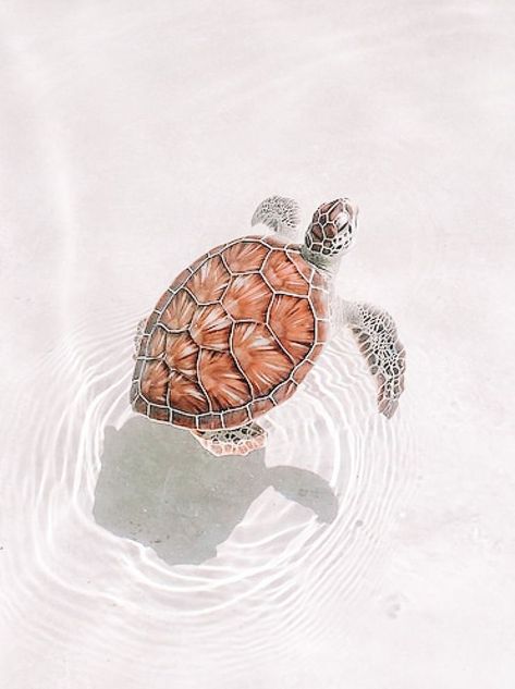 Turtle Wallpaper, Cutee Animals, 카드 디자인, Soyut Sanat Tabloları, Baby Animals Pictures, Cute Turtles, Baby Turtles