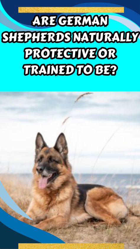 Are German Shepherds naturally protective or trained to be? Lab Mix Puppies, Great Pyrenees Dog, Chow Chow Dogs, Dog Attack, Scary Dogs, Skeletal System, Bernard Dog, Shepherd Dogs, Loud Noises