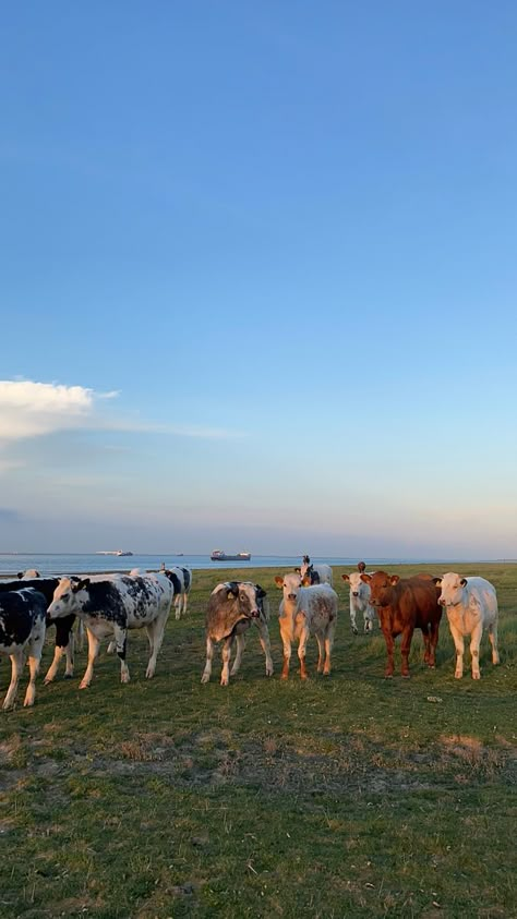 Netherland Aesthetic, Netherlands Summer, Friesland Netherlands, Netherlands Aesthetic, Dutch Countryside, Dutch Lifestyle, Dutch Farms, Farm Lifestyle, Beach Nature