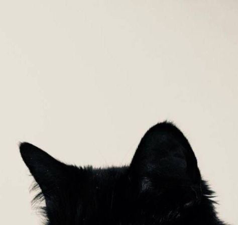 A Black, Black Cat, White Background, White, Black