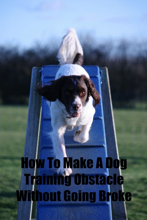 Diy Dog Agility Course, Dog Agility Course Diy, Dog Agility Course, Agility Training For Dogs, Dog Playground, Dog Info, Blue Merle, Dog Agility, Obstacle Course