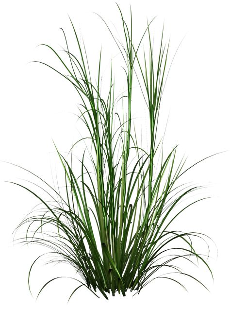 Tall Grass Drawing, Tall Grass Aesthetic, Grass Photoshop, Png Pic, Grass Png, Grass Drawing, Grass Illustration, Tree Photoshop, Photoshop Resources