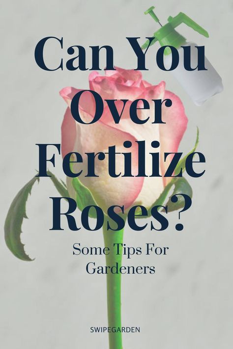 Rose Fertilizer Homemade, When To Fertilize Roses, Spray For Roses For Bugs, How To Keep Roses Fresh Longer, Eggshell Fertilizer, Npk Fertilizer, Diy Fertilizer, Flower Fertilizer, Rose Fertilizer