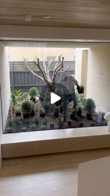 WILL GIBSON GARDENS on Instagram: "The day has finally come where we can start planting out this gorgeous, newly renovated home in the heart of Malvern 🌿 This atrium garden is the centrepiece of the house and what a beautiful space it will be. The 60 yr old olive with its gnarly trunk got a big prune before the warmer months ahead, then we planted below with soft blue/grey tones to match - what a way to end the week - Enjoy the weekend, Happy Gardening 🫶🏼 -
-
-
#willgibsongardens #malvern #newgarden #garden #gardens #design #planting #construction #maintenance #landscape #plants #plant #gardening #shrubs #nature #plantoftheday #plantsofinstagram #gardendesign #melbourne" Plant Atrium Ideas, Garden Atrium House, Atrium In House Middle, Houses With Atriums In Middle, Cgs Level 1 Atrium, Garden Atrium, Central Atrium, Atrium Garden, Atrium House