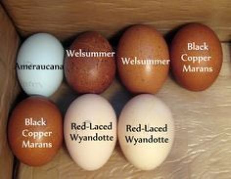 egg color for welsummer hen - Google Search #ChickenHouses Chicken Egg Colors, Raising Turkeys, Best Egg Laying Chickens, Eggs Image, Colored Eggs, Chickens And Ducks, Chicken Houses, Beautiful Chickens, Crazy Chicken