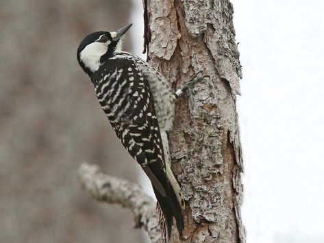 Merlin Bird, Longleaf Pine, Live Tree, Chris Wood, Rare Birds, Backyard Birds, All Birds, Top Photo, Bird Watching