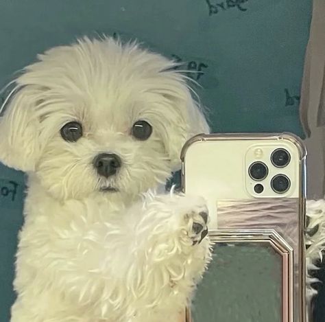 Dog profile pic Instagram Profile Pic, Really Cute Dogs, Profile Pictures Instagram, Insta Profile Pic, Collection Box, Instagram Dogs, Profile Pic, Cute Profile Pictures, Baby Dogs