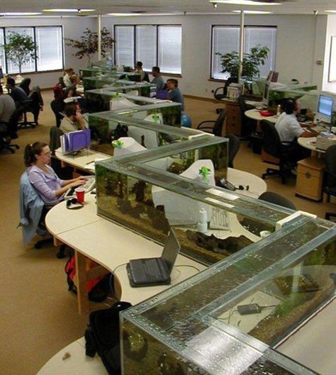 Taman Air, Amazing Aquariums, Cool Fish Tanks, Desk Dividers, Cool Office Space, Aquarium Terrarium, Cool Fish, Home Aquarium, Aquarium Design