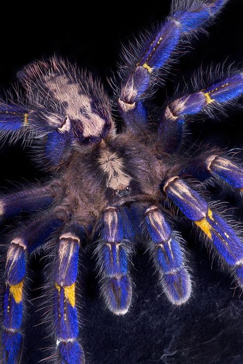 Blue Tarantula Hair Inspires Nonfading Color Pigment Poecilotheria Metallica, Arachnids Spiders, Spider Pictures, Foto Macro, Cool Insects, Beautiful Bugs, Reptiles Pet, Ornamental Trees, Creepy Crawlies