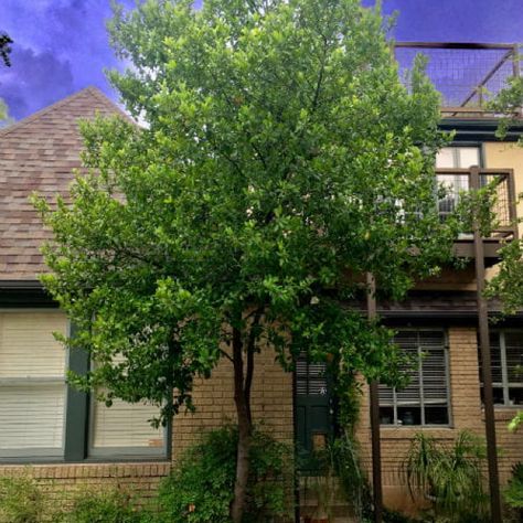 Cherry Laurel Tree, Texas Native Garden, Front Yard Diy, Creek Landscaping, Tudor Garden, Texas Trees, Cherry Laurel, Japanese Boxwood, Back Yard Oasis