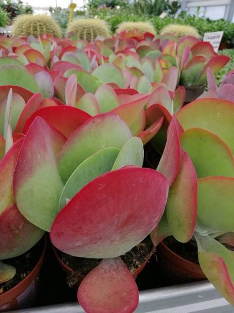 Flapjack Plant, Kalanchoe Luciae, Paddle Plant, Water Wise Landscaping, Plant Care Guide, Backyard Plan, Succulent Garden Diy, Sloped Garden, Coastal Gardens