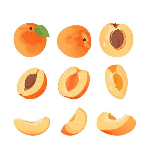 Apricot hand drawn set. Flat vector illustration Apricot Drawing, Apricot Illustration, Peaches Illustration, Cheese Poster, Apricot Slice, Apricot Fruit, Food Paper, Inktober 2024, Fruit Cartoon