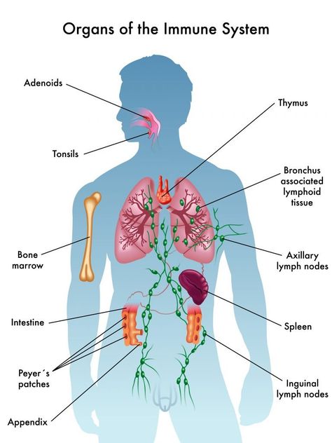 immune system Immune System Nursing, Human Body Anatomy, Human Anatomy And Physiology, Medical Anatomy, Essential Oil Benefits, Lymph Nodes, The Immune System, Body Anatomy, Medical Knowledge