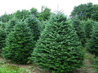 Balsam Fir Tree, Fraser Fir Christmas Tree, Abies Koreana, Frasier Fir, Christmas Tree Scent, Slim Christmas Tree, Fraser Fir, Fir Christmas Tree, Christmas Tree Sale