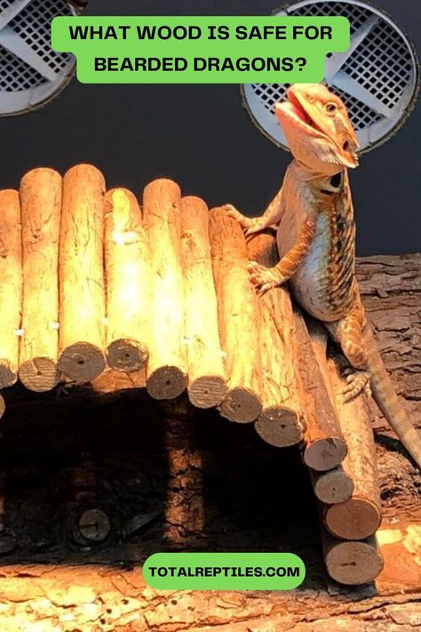 what wood is safe for breaded dragons Tall Bearded Dragon Enclosure, Diy Basking Platform Bearded Dragon, Bearded Dragon Climbing Diy, Bearded Dragon Dig Boxes Ideas, Diy Bearded Dragon Hide, Bearded Dragon Enrichment, Diy Bearded Dragon Enclosure Ideas, Diy Bearded Dragon Decor, Bearded Dragon Enclosure Ideas