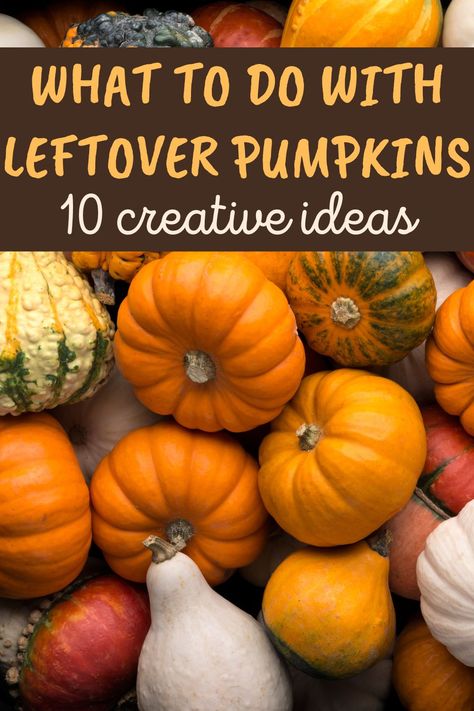 What To Do With Mini Pumpkins, What To Make With A Pumpkin, Pumpkin Leftover Ideas, Leftover Pumpkin Recipes, What To Do With Pumpkins After Halloween, Things To Do With Pumpkins, What To Do With A Pumpkin, What To Make With Pumpkin, What To Do With Pumpkins