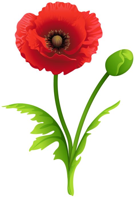 Poppy flower drawing