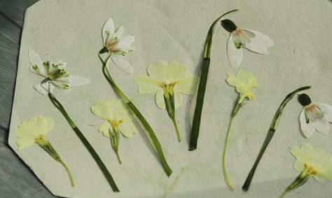 Views from my Garden Gate - pressed spring flowers - snowdrops and primroses Garden Gates, Pressed Flowers, Flower Cards, Spring Flowers, Gate, Flowers, Plants, Art