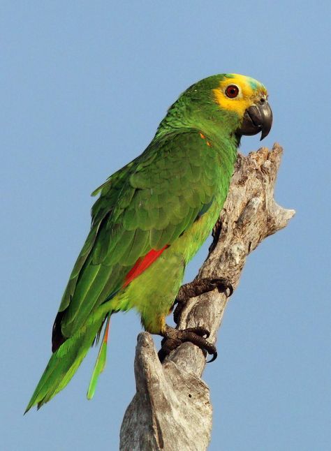 Amazon Parrots, Birds Parrots, List Of Birds, Talking Parrots, Amazon Parrot, Parakeets, Amazon Rainforest, Dog Wallpaper, Anime Animals