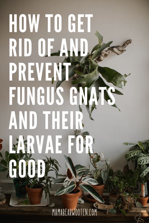 How To Get Rid Of And Prevent Fungus Gnats And Their Larvae For Good - Mama Bear Wooten Gnat Spray For Plants, House Plant Gnats How To Get Rid, How To Get Rid Of Knats In My Plants, Houseplant Gnats How To Get Rid, How To Get Rid Of Indoor Plant Gnats, Getting Rid Of Nats In The House How To, How To Get Rid Of Plant Flies, Gnats In Plants How To Get Rid Of, How To Get Rid Of Nats In House Plants