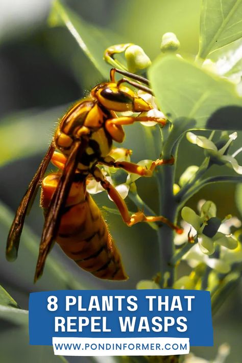 Guide to 8 plants that repel wasps from your backyard, including mint, basil, and lemon grass! Natural Wasp Repellent, Bee Repellent, Red Wasps, Plants Around Pool, Wasp Repellent, Insect Repellent Plants, Lemongrass Plant, Plants That Repel Bugs, Porch Plants