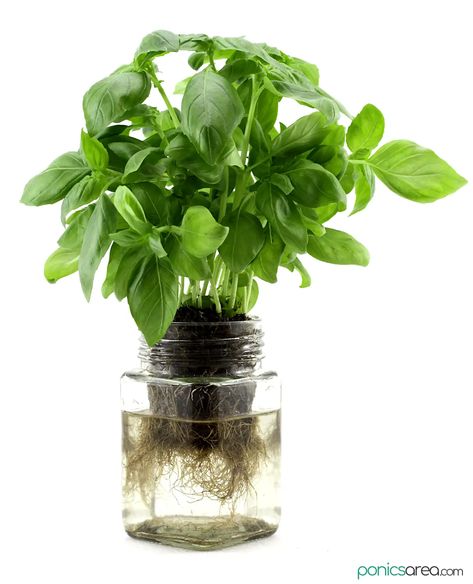 Kratky Method: Mason Jar Hydroponics in 6 Steps