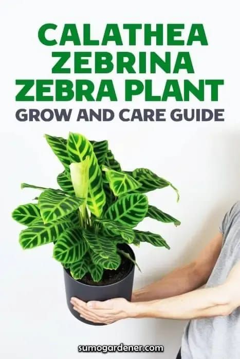 The Calathea zebrina, or Zebra plant, is an incredibly sought after indoor plant. Prized for its exciting, striped foliage, this evergreen perennial is the perfect addition to an indoor space or greenhouse. It’s an avid grower, especially when kept in a warm and humid environment, needing only a little extra attention from time to time. Undemanding, non-toxic and full-growing, here is everything you need to know to cultivate, care for and grow zebra plants. Green Backyard, Zebra Plant, Calathea Plant, Survival Gardening, Plant Problems, Plant Growing, Beautiful Outdoor Spaces, Soil Layers, New Roots