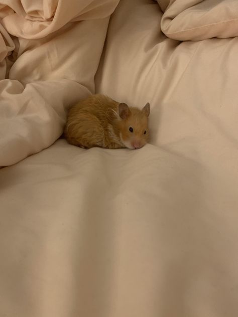 Hamster Aesthetic, Hamster Cute, Hamster Pics, Hamster Pet, Hamster Life, Pet Hamster, Hamster Care, Baby Hamster, Cute Hamster