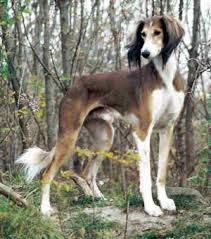 Light Brown Grizzle Bear Saluki Saluki Dogs, Dogs Stuff, Dogs Breeds, About Dogs, Pretty Dogs, Large Dog Breeds, Old Dogs, Beautiful Dogs, Dog Pictures