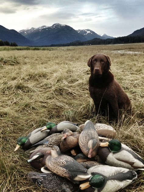 Duck hunting Goose Hunting, Waterfowl Hunting, Elk Hunting, Bird Hunting, Turkey Hunting, Bird Dogs, Hunting Season, Duck Hunting, Chesapeake Bay