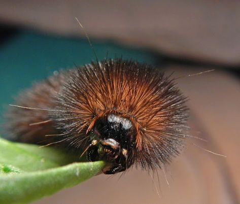 Wooly Bear Caterpillar, Halloween Costume 2023, Woolly Bear, Caterpillar, Bugs, Halloween Costume, Collage, Halloween, Animals