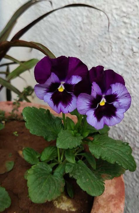 Pansies In A Pot, Pansy Leaves, Pansy Aesthetic, Purple Pansies, Pansy Flowers, Pansy Flower, Flower Sleeve, Purple Pansy, Lovely Flowers Wallpaper