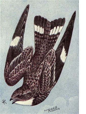 https://www.gutenberg.org/cache/epub/30000/pg30000-images.html Nighthawk Tattoo, Hawk Illustration, Patch Inspiration, Star Chaser, Great Auk, Night Hawk, North American Birds, Bird Reference, Audubon Prints