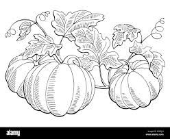 Pumpkin plant Black and White Stock Photos & Images - Alamy Pumpkin Plant, Halloween Scary Face, Pumpkin Sketch, Pumpkin Outline, Planting Pumpkins, Pumpkin Drawing, Bush Plant, Pumpkin Vector, Plant Vector