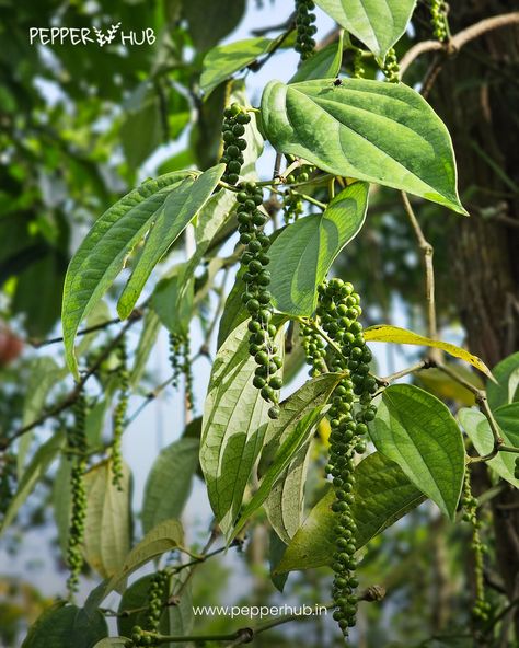 Fully grown black pepper plants. We never compromise in quality, for the flavours that has name all over the world Start cultivating today www.pepperhub.in . . #pepperhub #cultivation #farming #startcultivation #blackpepper #blackpepperplants #plantsforsaleindia #blackpepperfarming #blackpeppercultivation #plantsmakepeoplehappy #spicemarketindia #spiceshop Black Pepper Plant, Never Compromise, Spice Shop, Pepper Plants, Plant Sale, Black Pepper, All Over The World, Stuffed Peppers, The World