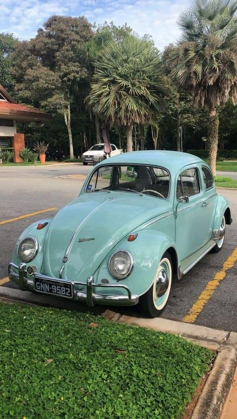 Cars Volkswagen, Van Volkswagen, Volkswagen Beetle Vintage, Kombi Motorhome, Dog Car Accessories, Vw Sedan, Vw Classic, Volkswagen Karmann Ghia, Volkswagen Bug