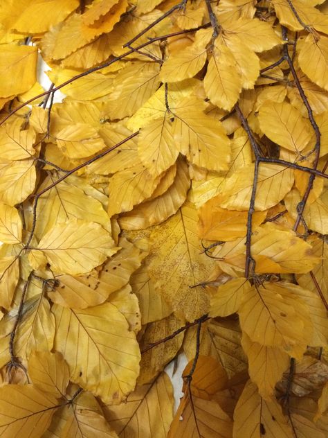 Yellow Copper Beech Bright Fall Wedding, Beech Leaf, Yellow Green Flowers, Jessica Lucas, Emma Ross, Copper Beech, Woods Wedding, 19 November, Flower Types