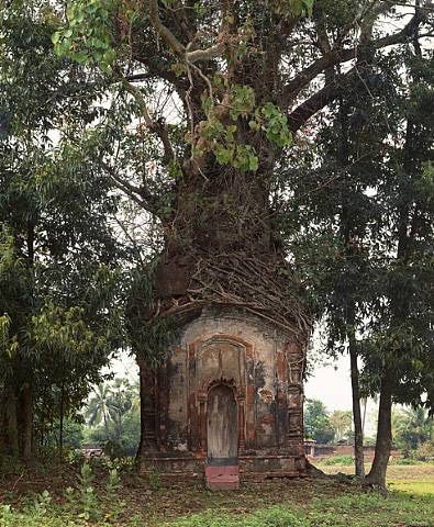 Casa Do Hobbit, Bengal Art, Hidden Passageways, Tree Architecture, Secret Door, The Lost World, Hidden Places, Banyan Tree, Casa Exterior