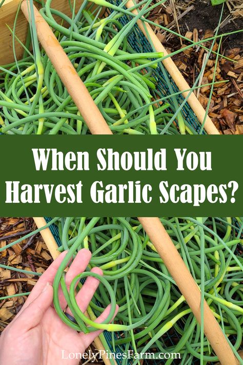 Have you heard of garlic scapes? Or maybe seen these little curly-q's at your local farmers market? In this article, we talk about what garlic scapes are, when to harvest them, and how to enjoy their deliciously mild garlic taste. Additional recipes coming soon! How To Harvest Garlic Scapes, Garlic Harvesting, Garlic Scape Salt, Garlic Scape Recipes, Garlic Scapes Recipes, When To Harvest Garlic, Garlic Scape Pesto, Harvesting Garlic, How To Store Garlic