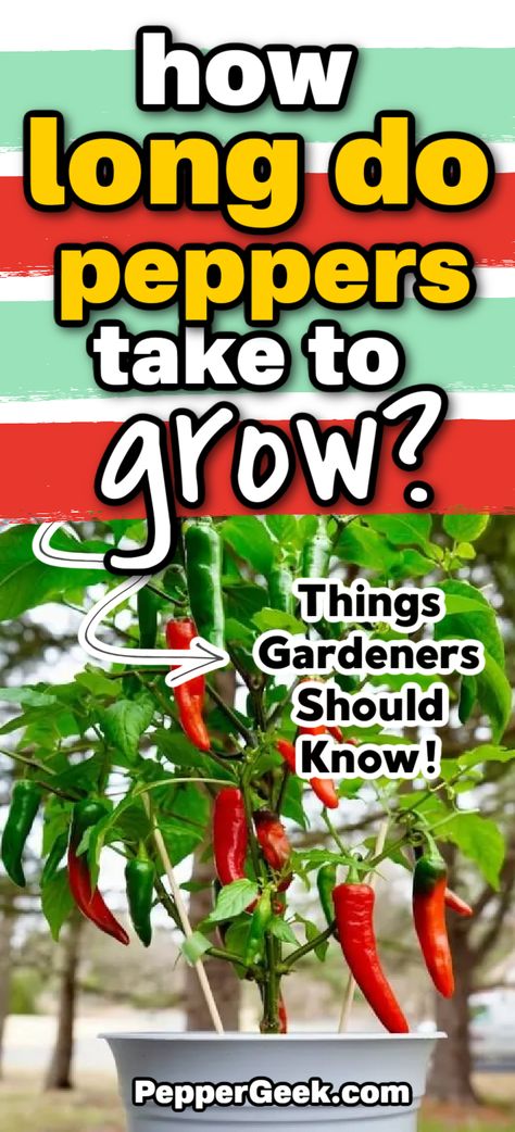 If you are new to growing peppers, you will likely want to know how long they will take to grow. Peppers take longer to grow than many other common vegetable crops. If you’re looking for a short-season plant, peppers aren’t a great choice! However, the longer wait is well worth it for the delicious outcome (of course I’m a bit biased…). So, in this article, you’ll learn how long peppers take to grow from seed to harvest. Victory Garden Plans, Long Hot Peppers, Growing Hot Pepper, Grow Peppers, Chilli Seeds, Grow From Seed, Growing Peppers, Hot Pepper Seeds, Windowsill Garden