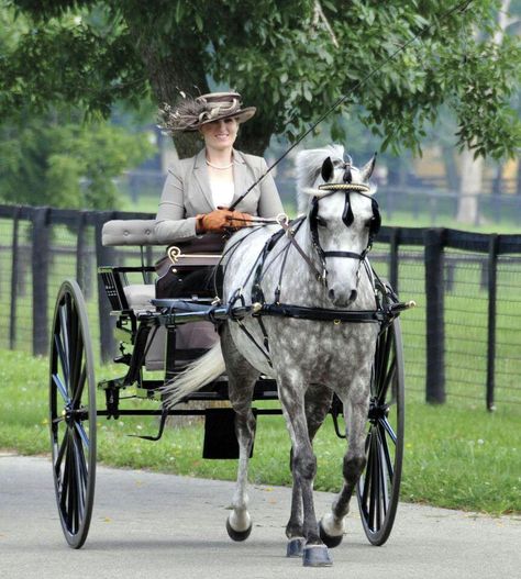 Carriage Driving Attire, Mini Horse Cart, Horse Driving, Horse Travel, Driving Horses, Victorian Horse, Horse Buggy, Kentucky Horse Park, Horse Wagon