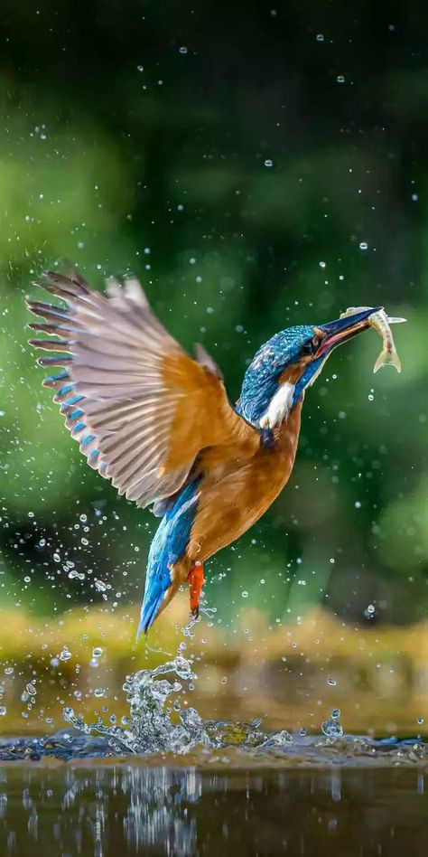 Kingfisher Painting, Animal Action, Kingfisher Bird, Bird Flying, Bird Pictures, Bird Photo, Bird Photography, Kingfisher, Birds Painting