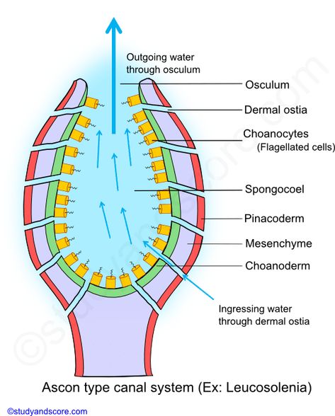 Phylum Porifera: Canal System in Sponges, Types of Canal Systems in Sponges | Study&Score Phylum Porifera, Largest Submarine, Embryonic Development, Developmental Stages, Biology Notes, Circulatory System, Zoology, Study Notes, How To Be Outgoing