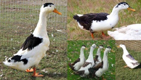 Magpie Duck Breed – Everything You Need to Know Magpie Ducks, Magpie Duck, Keeping Ducks, Duck Species, Duck Breeds, Muscovy Duck, Ducks And Geese, Best Starters, Wild Duck