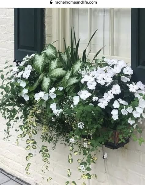 White Flower Planter Ideas, White Container Garden, White Picket Fence Ideas, Balcony Flower Box, Box Arrangement, Window Box Garden, Spring Planter, Container Garden Design, Balcony Flowers