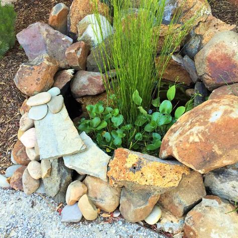 Frog Pond Ideas, Frog Habitat Outdoor, Diy Frog Pond, Toad Habitat, Build A Frog, Toad Garden, Feeding Animals, Frog Habitat, Toad House