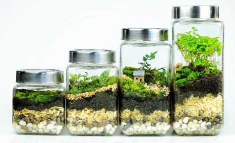 Terrarium Soil Layers And Their Functions (With Pictures) - Smart Garden Guide Terrarium Soil Layers, Terrarium Soil, Miniature Nature, Closed Terrarium Plants, Terrarium Design, Moss Planter, Tropical Terrariums, Build A Terrarium, Open Terrariums