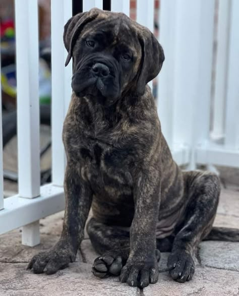 Kane Corso, Brindle English Mastiff, Bullmastiff Puppies, Brindle Cane Corso, Brindle Mastiff, South African Mastiff, Bull Mastiff Puppies, English Mastiff Puppies, German Dog Breeds