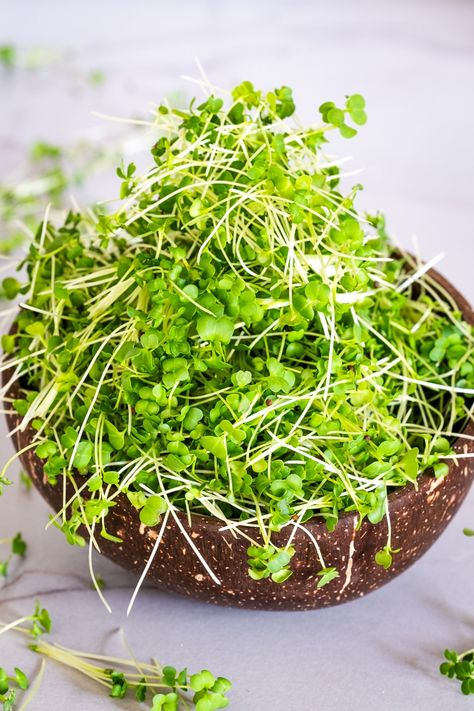 Broccoli Microgreens, Fresh Basil Recipes, Microgreens Recipe, Broccoli Plant, Growing Broccoli, Broccoli Benefits, Sustainable Food Systems, Lectin Free, Broccoli Seeds