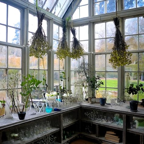 Fall is here and every witch is dreaming about and wishing for a conservatory. I know I am. #witchythings #witchgarden #conservatory #witchcraft Botanical Witch Aesthetic, Witchy Garden Aesthetic, Herbalist Witch, Tech Witch, Botanical Witch, Witchy Garden, Witchy House, Future Bedroom, Witchy Aesthetic